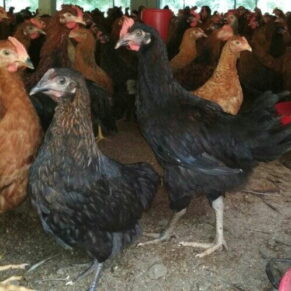 Vanraja Chicks (Male & Female)