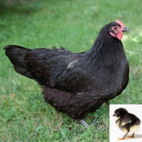 Black Australorp Chicks (Female)