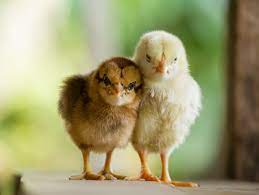Desi Chicks