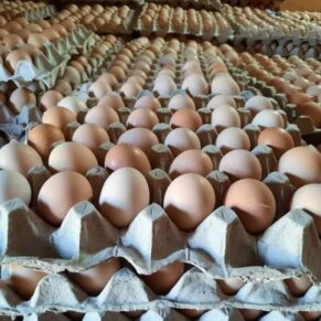 Desi Eggs