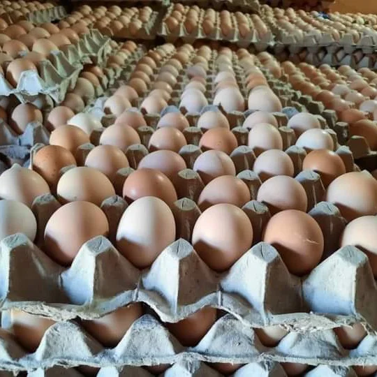 Desi Eggs