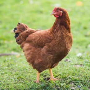 Rhode Island Red (RIR) Chicks (Female)
