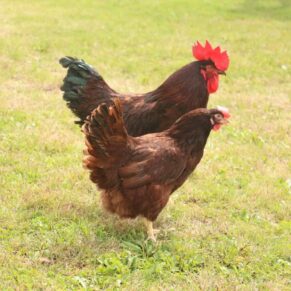 Rhode Island Red (RIR) Chicks (Male & Female)
