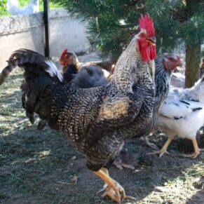 Sonali Chicks (Male)