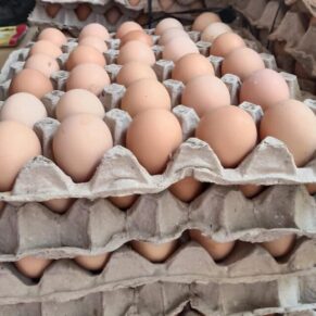 Brown Eggs