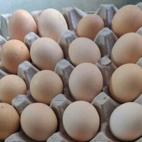 Kadaknath Eggs