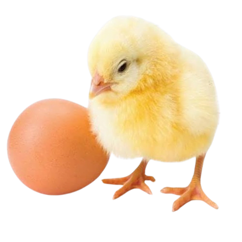 Broiler Chicks
