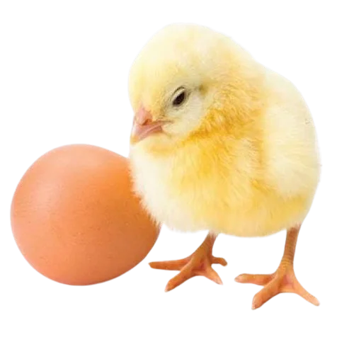 Broiler Chicks