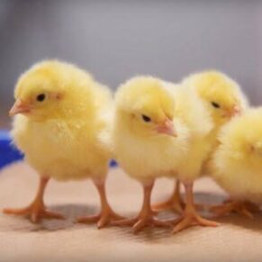MBRO Broiler Chicks