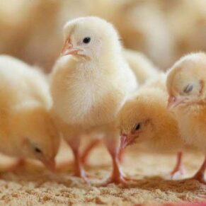 MCOBB Broiler Chicks