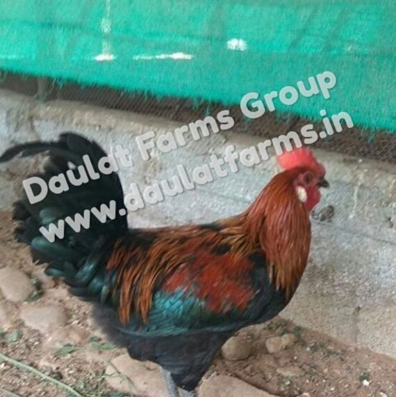 Daulat Country (Chicks) [Male & Female]