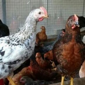 Daulat Organic Country (Chicks) [Male]