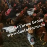 DAULAT-44 (Chicken Birds) [Male]