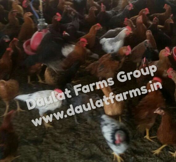 DAULAT-44 (Chicken Birds) [Male]