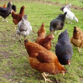 Daulat77 Chicks (Female Only)