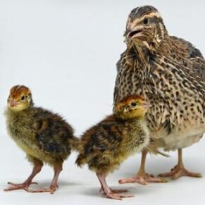 JAPANESE QUAIL (Bater) [Male & Female]